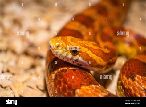 Snake Corn Snake Snakes Stock Photo Alamy