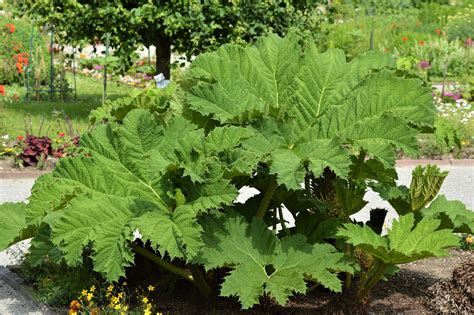 Mamutas lapų gunnera gunnera tinctoria lapai augalas žalias lapas