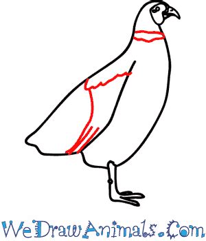 How To Draw A Pheasant Flying Step By Step Now The Back Leg Is Bent