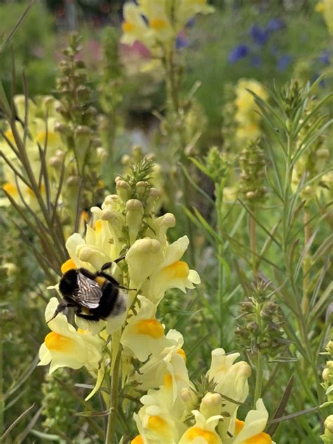 Linaria vulgaris - D'arcy and Everest