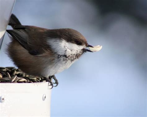 Free Images Nature Outdoor Branch Wing Wildlife Wild