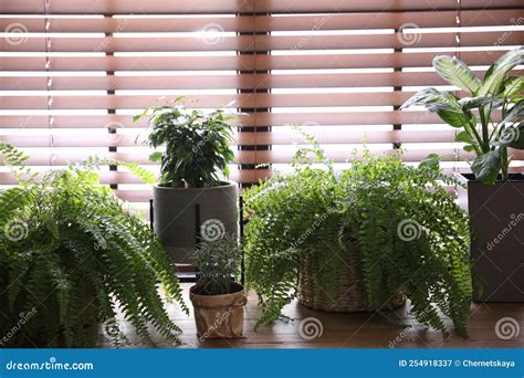 Beautiful Plants on Wooden Table. Home Decor Stock Image - Image of ...