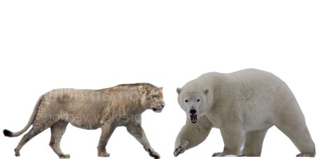 Cave Lion Size Comparison