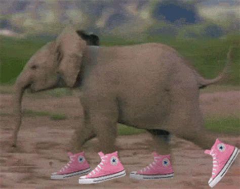 Animals Elephant GIF - Animals Elephant Elephant With Shoes - Discover & Share GIFs