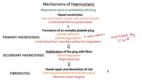 Haemostasis Flashcards Quizlet