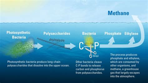 New Study Explains Mysterious Source Of Greenhouse Gas Methane In The Ocean