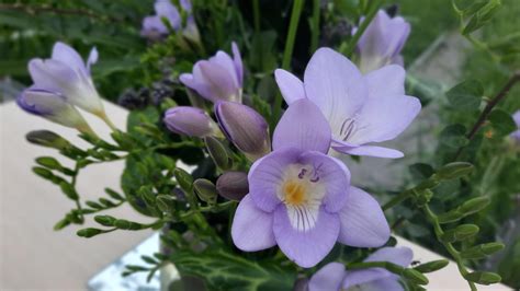 Leila Penning Freesia