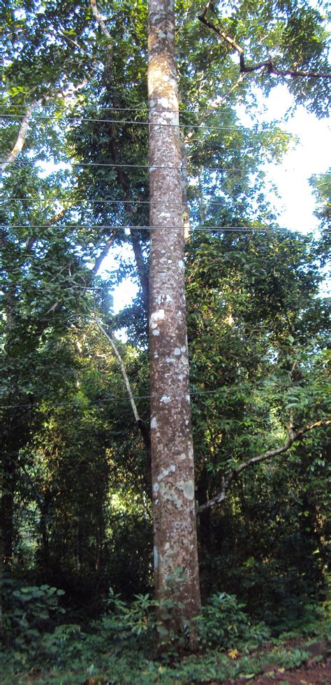 Ailanthus Triphysa Images Useful Tropical Plants