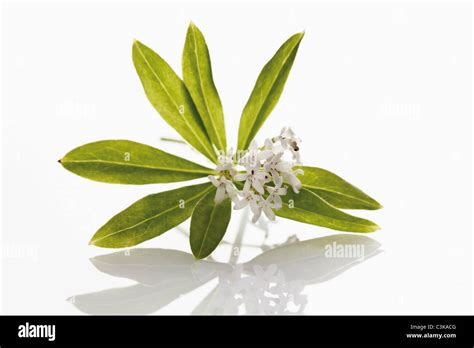 Woodruff Against White Background Close Up Stock Photo Alamy