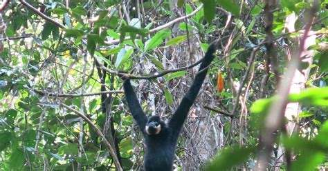 Lucky Tours And The Green Carrot Wild Gibbons Other Primates Viewing