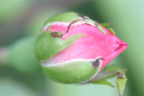 Fleurs Palli Science Site Officiel De Formation En Soins