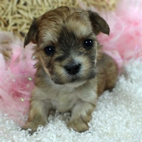 #1 | Vetted & Ethical Morkie Breeders | Uptown Puppies