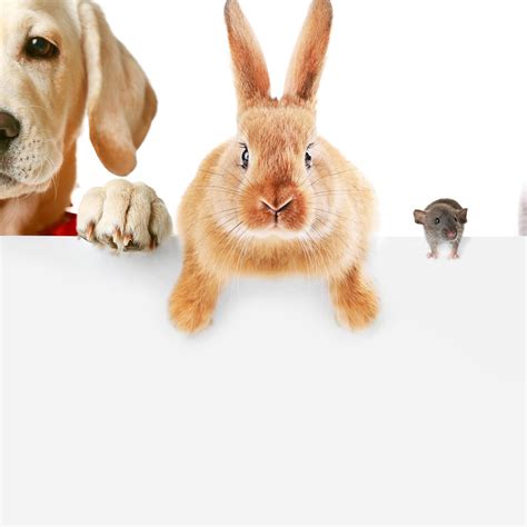 how to pronounce pets