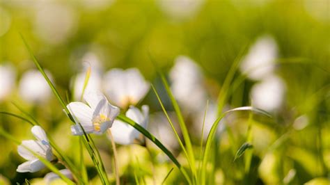 Wallpaper Sunlight Nature Field Green Yellow Blossom Dew Light