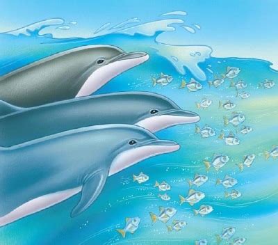 baby-dolphin-3