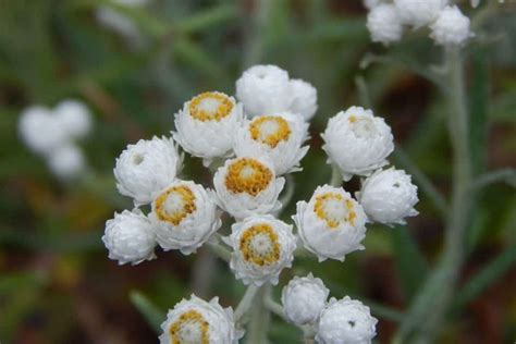 Connecticut Native Plants List 14 Beautiful Flower Garden Choices