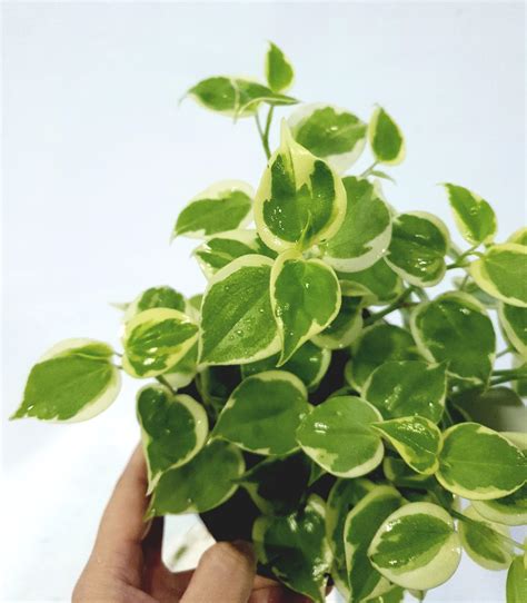 Peperomia Scandens Variegated Gardening Plants On Carousell