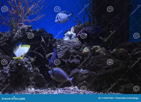 The Aquarium At The Dehiwala Zoo. Colombo, Sri Lanka Royalty-Free Stock ...