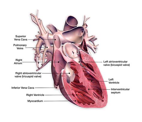 Cross Section Of Human Heart Photograph By Hank Grebe Fine Art America