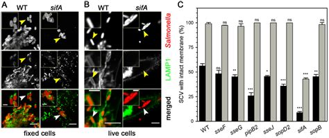 Analysis Of The Integrity Of The Salmonella Containing Vacuole In Download Scientific Diagram