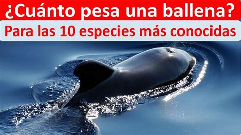 Cuanto Pesa Una Ballena YouTube