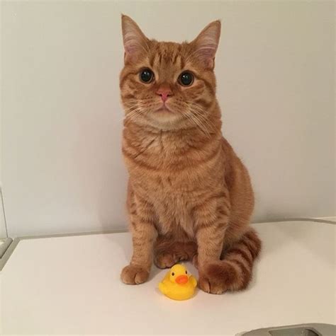 Ginger Cat Tabby Cat Meme