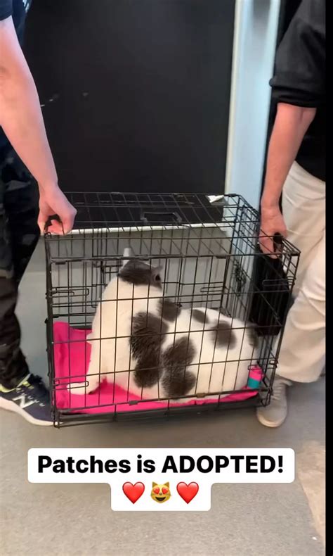 'World's fattest cat' weighing same as a five-year-old child saved from