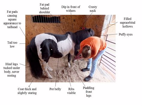 Laminitis Ems And Ppid The Laminitis Site