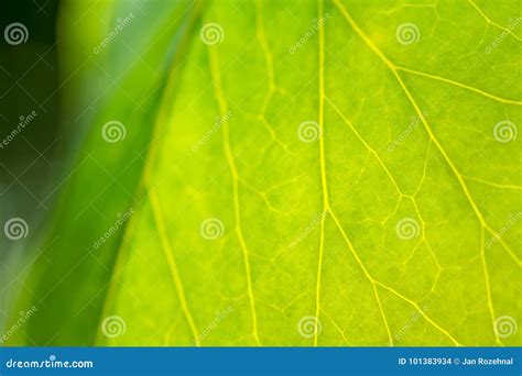 Detalle De La Hoja De La Planta Verde Foto De Archivo Imagen De