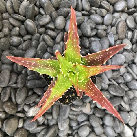 Aloe Dorotheae Sunset Aloe 2 Pot Little Prince To Go