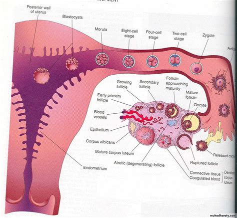 Fertilization And Implantation Pptx D Sumeya Muhadharaty