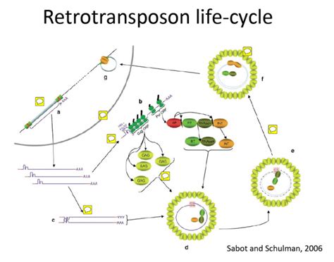 retrotransposon life cycle Quiz