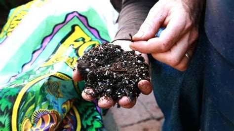 Fox Farm Ocean Forest Soil Is Now Available At Urban Garden Center