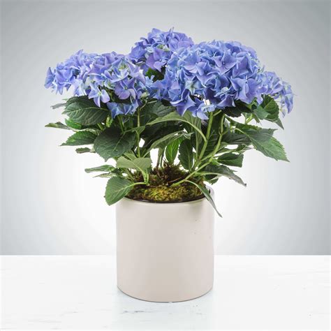 Fort Smith Florist | Flower Delivery by Brandy's Flowers