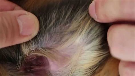 Crust And Scales On The Sheltie S Ear Edges And Ear Pinna Sarcoptes Scabies Youtube