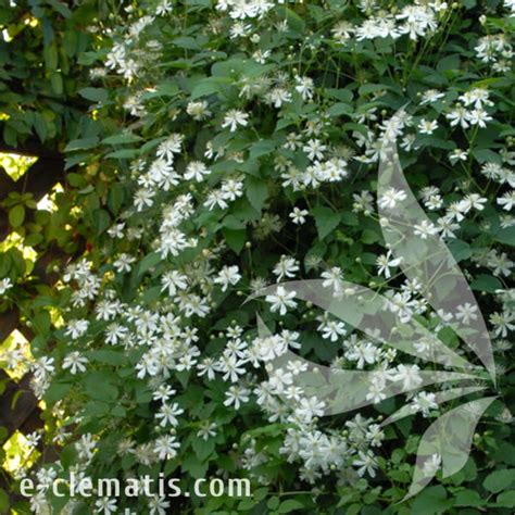 Clematis Paul Farges Summer Snow E Clematis