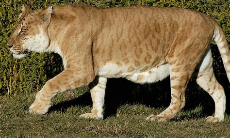 Hybrid Animals Liger