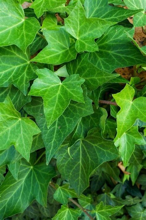 Different Types Of Ivy Plants For Indoors Outdoors With Pictures