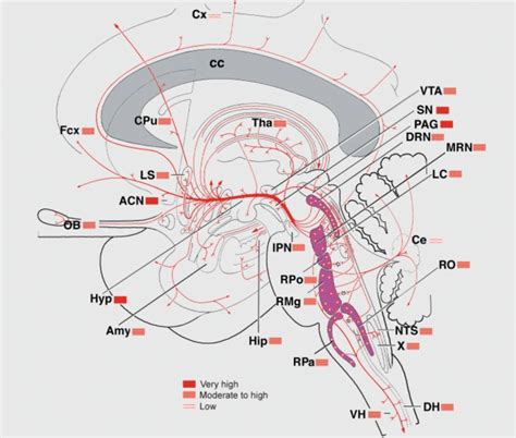 Serotonergic Projections From The Brainstem To The Cortex Basal Download Scientific Diagram