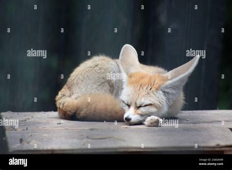 Sleeping Fennec Fox Hi Res Stock Photography And Images Alamy