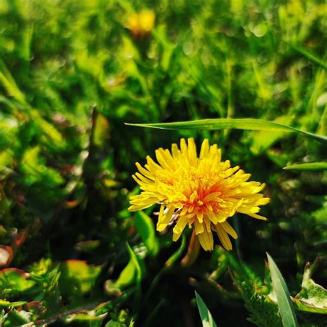 Premium Photo Yellow Dandelion Flower In The Grass