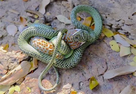 Golden Tree Snake Eating Tokay Gecko Thailand Snakes