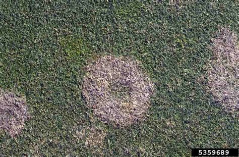 Snow Mold On Colorado Lawns How To Spot And Treat It