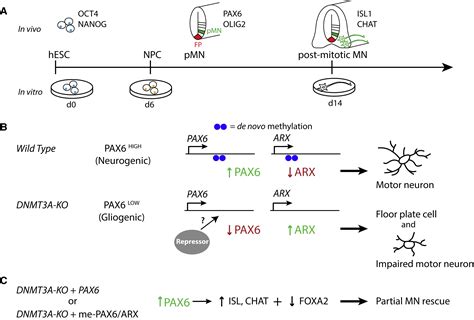 De Novo Dna Methylation Marking The Path From Stem Cell To Neural Fate