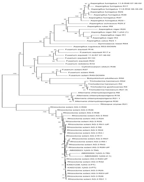 Rhizoctonia Solani Ag Pt Is The Major Pathogen Associated With Potato