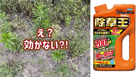 除草剤が効かない雑草3種類の説明と対処方法字幕対応 YouTube