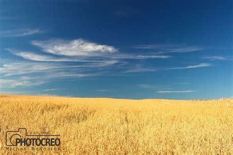 Wheat Field Graphic by photocreo · Creative Fabrica