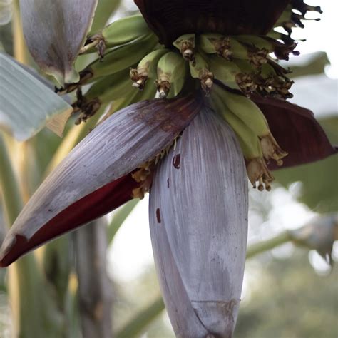 Ternyata Jantung Pisang Punya Manfaat Yang Luar Biasa