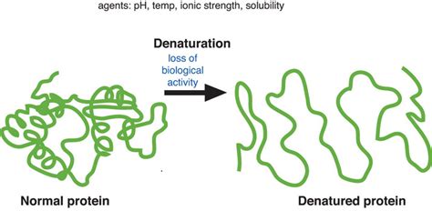 473 The Role Of Proteins In Foods Cooking And Denaturation Medicine Libretexts