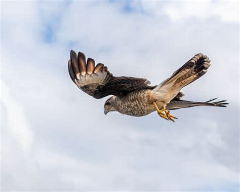 Flying Falcon Photos, Download Free Flying Falcon Stock Photos & HD Images